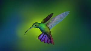 Flying Hummingbird In Digital Art Wallpaper