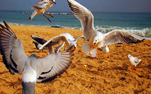 Flying White Beautiful Birds Wallpaper