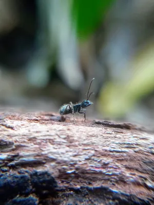 Focus Ant Wallpaper
