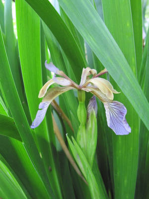 Foetidissima Iris Flower Wallpaper