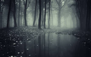 Foggy Dark Forest Hd Wallpaper