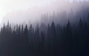 Foggy Forest Aesthetic Wallpaper