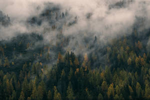 Foggy Forest Hill Fall Desktop Wallpaper