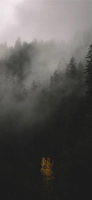 Foggy Forest Iphone Ios 10 Wallpaper