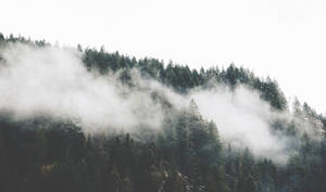 Foggy Forest Of Pine Trees Aesthetic Wallpaper