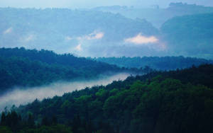 Foggy Forest On Mountain View Wallpaper