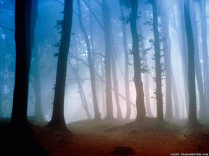 Foggy Forest Path Wallpaper