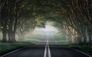 Foggy Road With Trees Hotmail Wallpaper