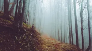 Foggy Woods Fall Desktop Wallpaper