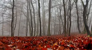 Foliage During Fall Wallpaper