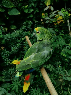 Foliage Green Parrot Hd Wallpaper