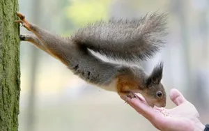 Food For Squirrel Wallpaper