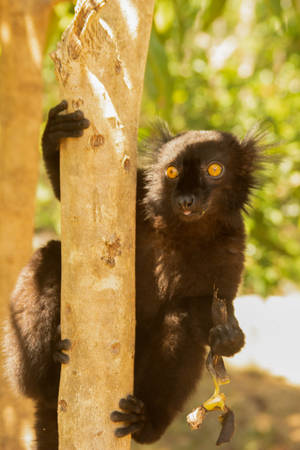 Forest Animal In Madagascar Wallpaper