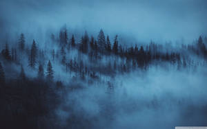 Forest Background Mist Night Wallpaper