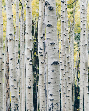 Forest Birch Tree Stems Wallpaper