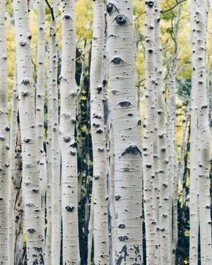 Forest Birch Tree Stems Wallpaper