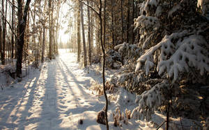 Forest During Winter Wallpaper