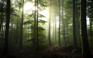 Forest Fog And Sunlight Wallpaper