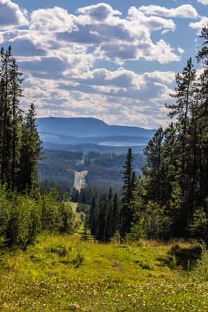 Forest Landscape Wallpaper
