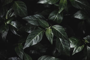 Forest Leaves Simple Dark Aesthetic Wallpaper