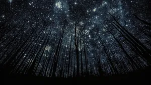 Forest Stars In The Beautiful Night Wallpaper