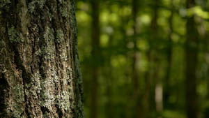 Forest Tree Close-up Wallpaper