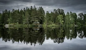Forest Tree Lake Reflection Wallpaper