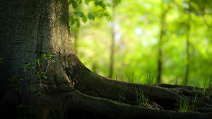 Forest Tree Roots Focus Wallpaper
