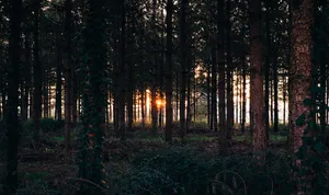 Forest Trees In Evening Wallpaper