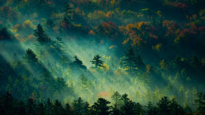 Forest View With Sunlight Wallpaper