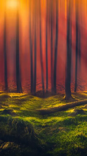 Forest With Orange Sun Rays Wallpaper