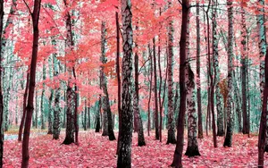 Forest With Red And Pink Trees Wallpaper