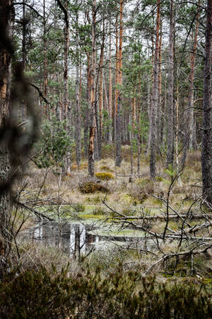 Forest With Thin Trees In Lithuania Wallpaper