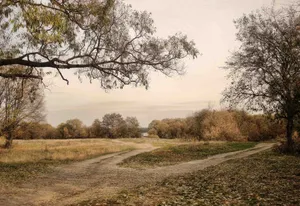 Forked Country Roads With Trees Wallpaper