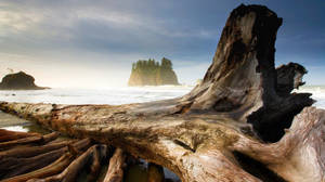 Forks Washington Mature Tree Wallpaper