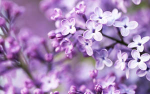 Four-leaf Purple Beautiful Flower Wallpaper