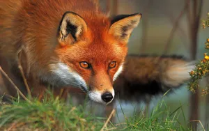 Fox, Face, Fluffy Wallpaper