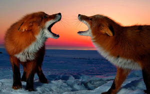 Fox Face Off At Sunset Wallpaper