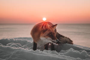 Fox In Cool Winter Wallpaper
