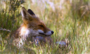 Fox Lying On Grass Wallpaper