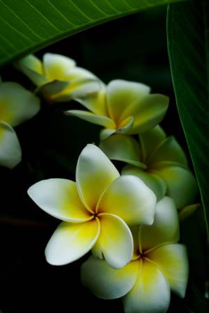 Frangipani Flower Android Wallpaper