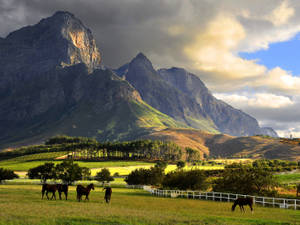 Franschhoek Wine Valley In South Africa Wallpaper