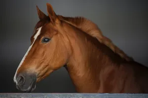 Freiberger Horse Face Wallpaper