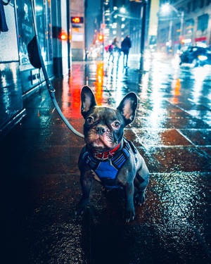 French Bulldog In Night City Wallpaper