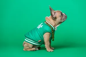 French Bulldog New Era Shirt Wallpaper