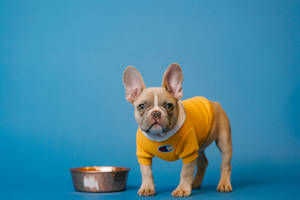 French Bulldog Yellow Champion Shirt Wallpaper