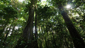 French Guiana Forest Tall Trees Wallpaper