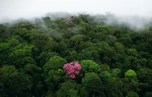 French Guiana Pink Flowers Wallpaper