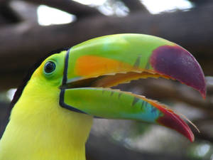 French Guiana Toucan Wallpaper