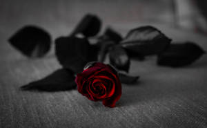 Fresh Dark Red Rose Wallpaper